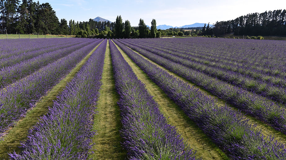 紐西蘭瓦納卡薰衣草農場 Wanaka Lavender Farm [Author Note: Insert Image Here]